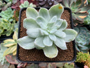 Echeveria 'Pastel' Variegated 3" Succulent Plant