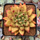 Echeveria Agavoides 'Shaikh' 2"-3" Succulent Plant