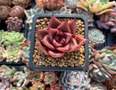 Echeveria Agavoides 'Romeo' 1" Succulent Plant