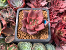 Echeveria Agavoides 'Red Ebony' 1" Succulent Plant