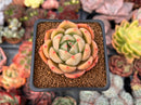 Echeveria 'Sharman' 2" Succulent Plant
