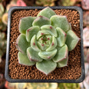 Echeveria Agavoides 'Moonlight' 1" Succulent Plant