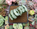 Haworthia Truncata 'White dragon' 3" Succulent Plant