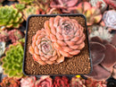Echeveria 'Charlesrose' 2"-3" Succulent Plant