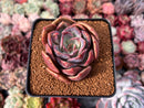 Echeveria 'Sanderia' 2"-3" Succulent Plant