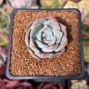 Echeveria sp. 1" Succulent Plant