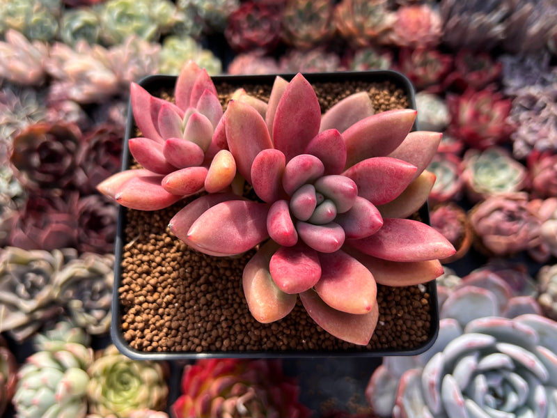 ruby donna succulent Graptoveria 'Ruby Donna' 3" Succulent Plant