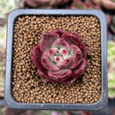 Echeveria Agavoides 'Anjou' 1" New Hybrid Succulent Plant