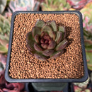 Echeveria 'Coco Jelly' 1" Succulent Plant
