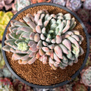 Echeveria 'Hamilton' 4" Cluster Large Succulent Plant