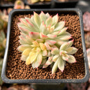 Echeveria 'Mebina' Variegated 2" Succulent Plant