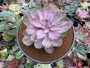 Echeveria 'Perle von Nurnberg' Variegated 5" Succulent Plant