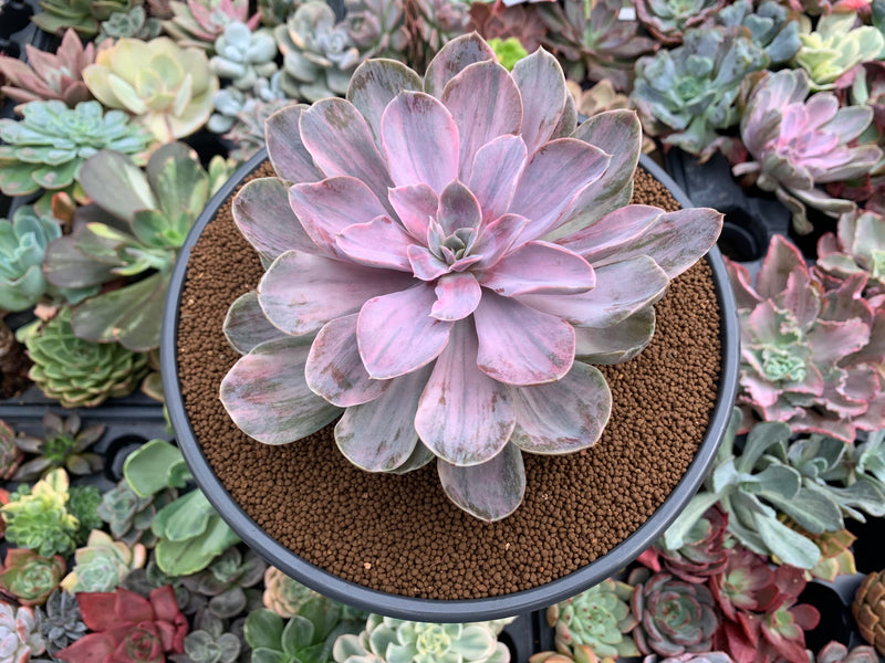 echeveria perle von nurnberg succulent Echeveria 'Perle von Nurnberg' Variegated 5" Succulent Plant