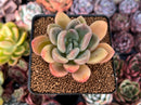 Echeveria 'Mezzoglam' Seed-grown Hybrid 2"-3" Succulent Plant