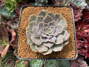 Echeveria 'Helena' Hybrid 3" Succulent Plant