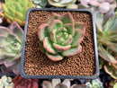 Echeveria 'Monroe Chanel' 1" Succulent Plant