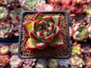 Echeveria Agavoides 'Hans' 1" Rare Succulent Plant