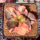 Echeveria 'Primadonna' Variegated 3" *Blemished* Succulent Plant