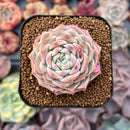 Echeveria 'Pure Love' 1"-2" Succulent Plant