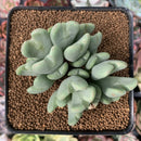 Conophytum 'Bilobum' Cluster 3" Succulent Plant