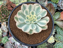 Echeveria 'Compton Carousel' Variegated 3" Succulent Plant