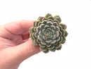 Echeveria ‘Mexican Minima’ 2” Rare Succulent Plant
