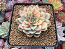 Echeveria 'Esther' Variegated 4" Succulent Plant