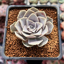 Echeveria Diffractens 1"-2" Succulent Plant