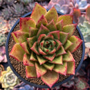 Echeveria Agavoides 'Orange Ebony' 4"-5" Old Specimen Succulent Plant