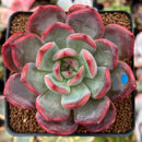 Echeveria 'Glam Pink' 2"-3" Succulent Plant