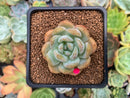 Echeveria 'Starmark' 2" Succulent Plant