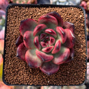 Echeveria Agavoides 'Tim' 3" Succulent Plant