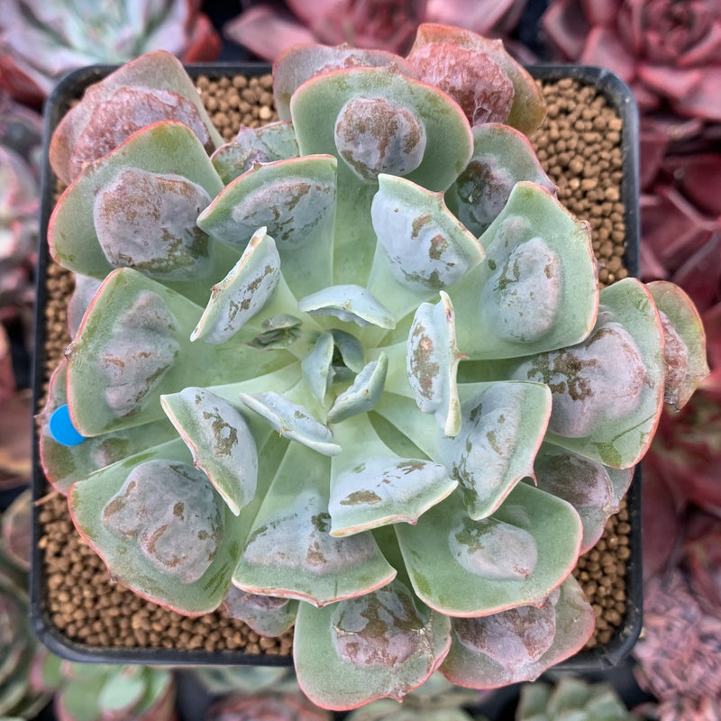 pagoda plant succulent Echeveria 'Pagoda' 3