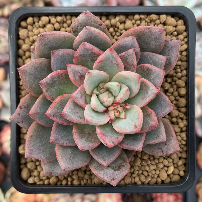 blood succulents Echeveria Agavoides 'Blood Spirit' 2" Succulent Plant – True Succulents  Plant Co