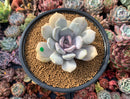 Echeveria 'Tiramisu' 3" Powdery Succulent Plant