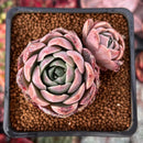 Echeveria 'Contra' 2" Cluster Succulent Plant