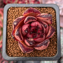 Echeveria Agavoides 'Red Ebony' 1" Succulent Plant
