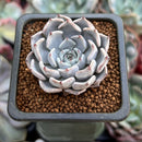 Echeveria 'Gray Rosa' 1" Succulent Plant