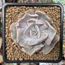 Echeveria 'Lilacina' Mutated 4" Succulent Plant
