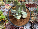 Pachyveria 'Jocelyns Joy' Variegated 3" Succulent Plant