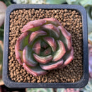 Echeveria 'Shallot' 1" Succulent Plant
