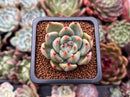 Echeveria 'Shakino' 1" New Hybrid Succulent Plant