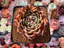 Echeveria Agavoides 'Sarabony' 3" Succulent Plant