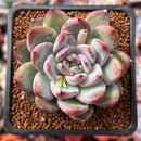 Echeveria 'McTory' 2" Succulent Plant