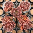 Echeveria 'Black Bird' 1" *Set of 5* Succulent Plants