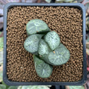 Haworthia Maughanii 'Jade Dragon' 1"-2" Succulent Plant
