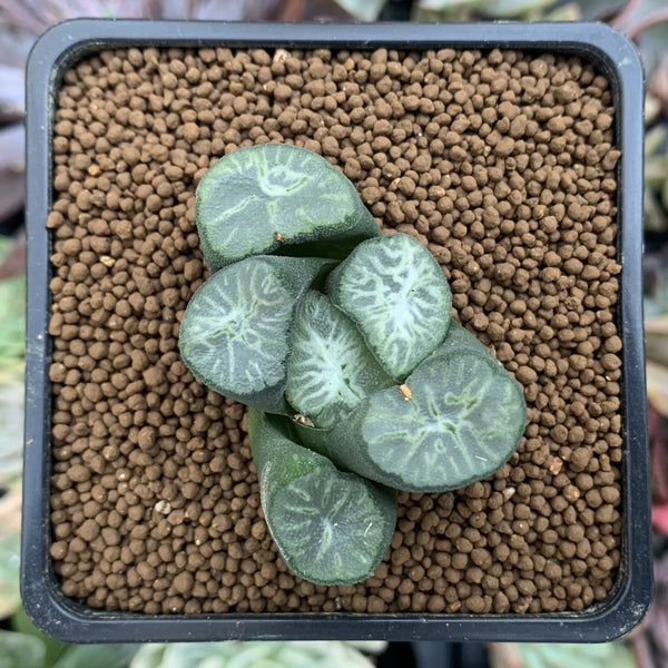 jade dragon plant Haworthia Maughanii 'Jade Dragon' 1