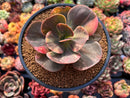 Echeveria 'Primadonna' Variegated 3" Succulent Plant