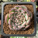 Echeveria 'Marcel' 1”-2" Succulent Plant