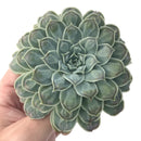 Echeveria 'Hearts Choice' 5" Succulent Plant